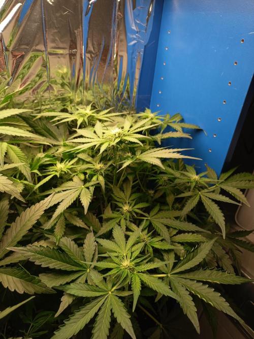 Northern Lights Auto im Regal. Week 6 - Tag 41