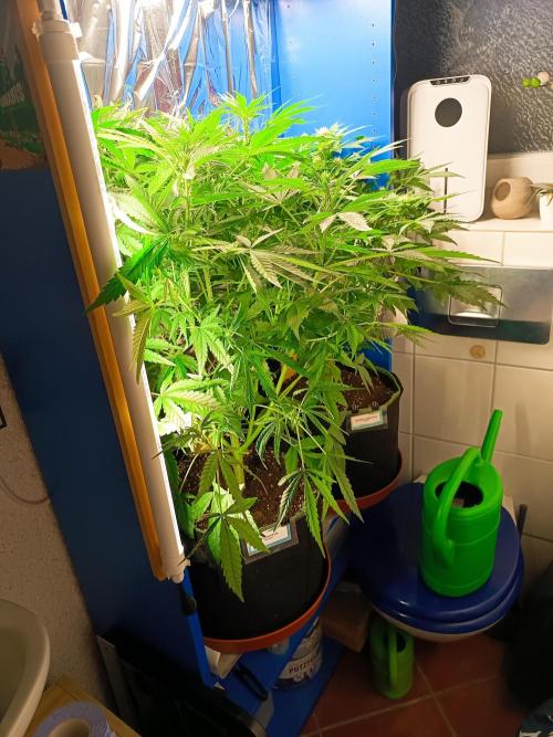 Caramel Auto im Regal. Week 6 - Tag 42