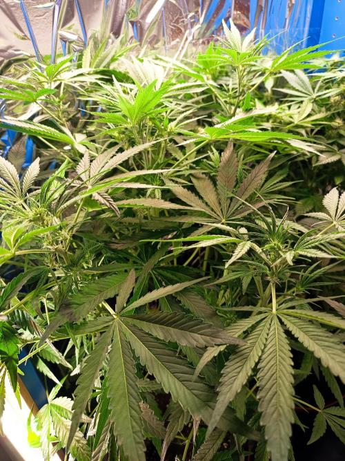 Caramel Auto im Regal. Week 6 - Tag 42