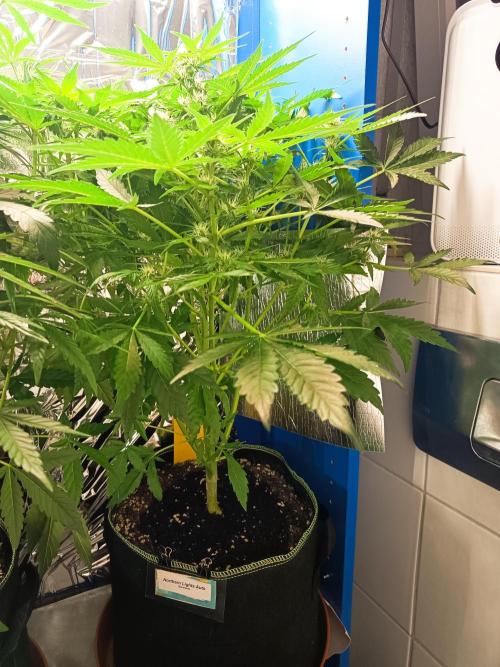 Northern Lights Auto im Regal. Week 7 - Tag 45