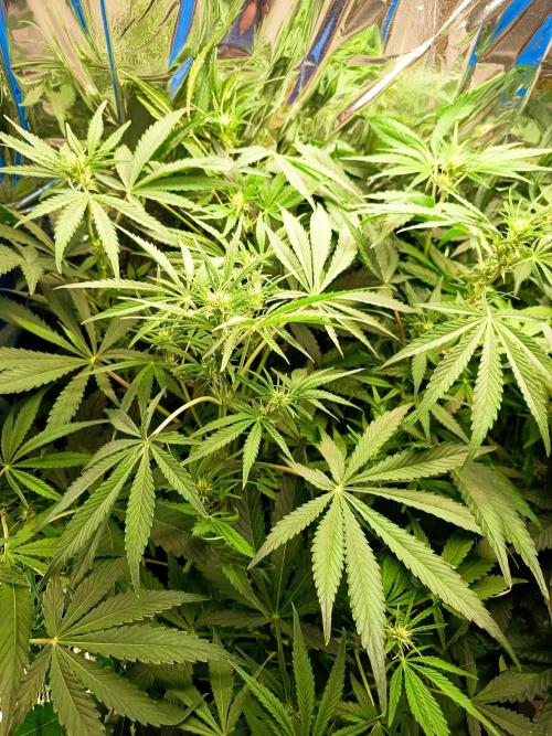 Northern Lights Auto im Regal. Week 7 - Tag 48