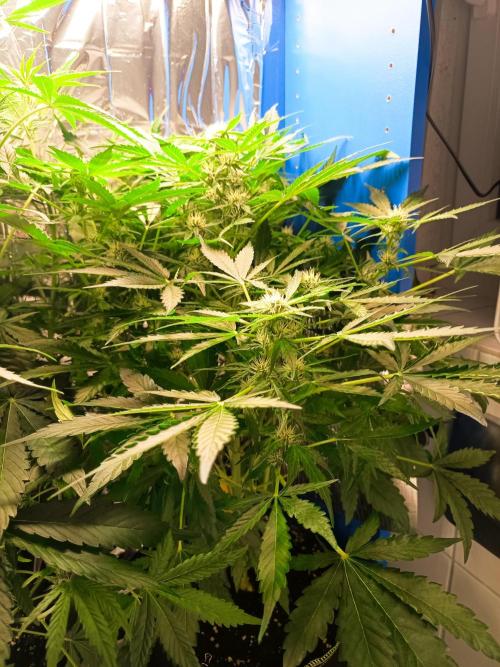 Northern Lights Auto im Regal. Week 7 - Tag 48