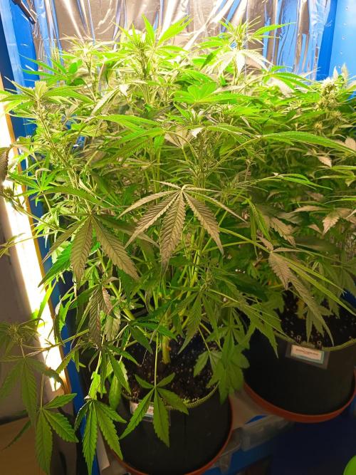 Caramel Auto im Regal. Week 7 - Tag 44