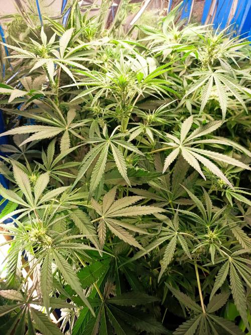 Caramel Auto im Regal. Week 7 - Tag 44