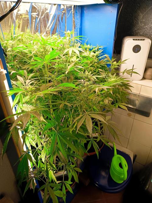 Northern Lights Auto im Regal. Week 8 - Tag 51
Northern Lights Auto im Hintergrund