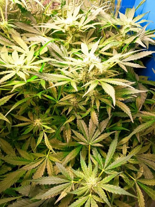 Northern Lights Auto im Regal. Week 8 - Tag 51