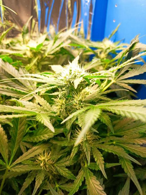 Northern Lights Auto im Regal. Week 8 - Tag 51