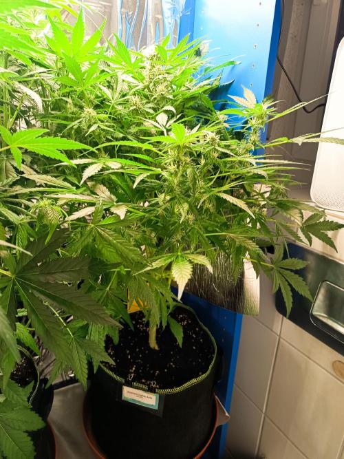 Northern Lights Auto im Regal. Week 8 - Tag 51