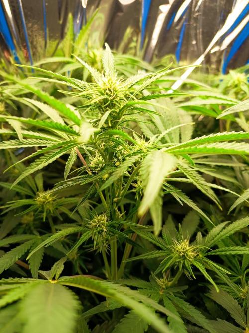 Caramel Auto im Regal. Week 7 - Tag 48