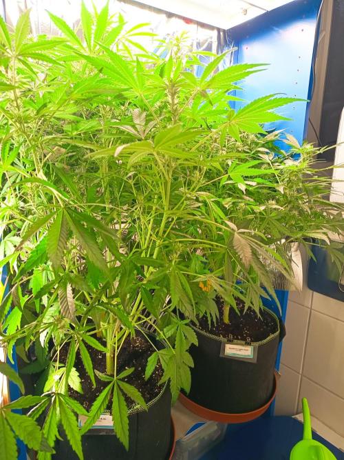Caramel Auto im Regal. Week 7 - Tag 48