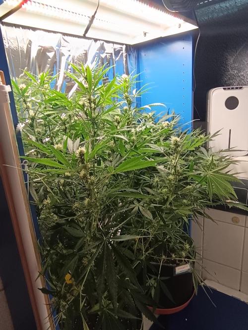Caramel Auto im Regal. Week 8 - Tag 53