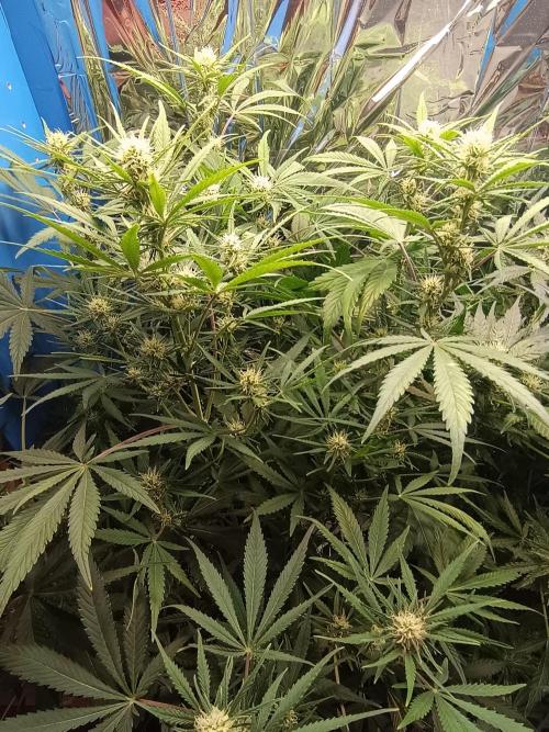 Caramel Auto im Regal. Week 8 - Tag 53