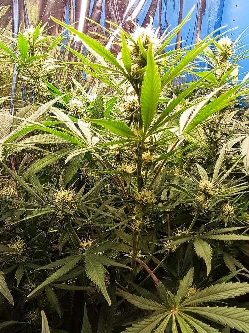 Caramel Auto im Regal. Week 8 - Tag 53