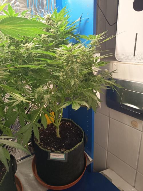 Northern Lights Auto im Regal. Week 9 - Tag 58