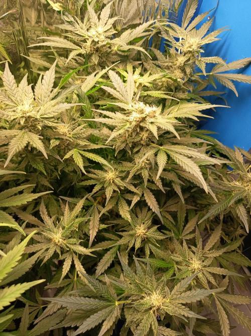 Northern Lights Auto im Regal. Week 9 - Tag 58