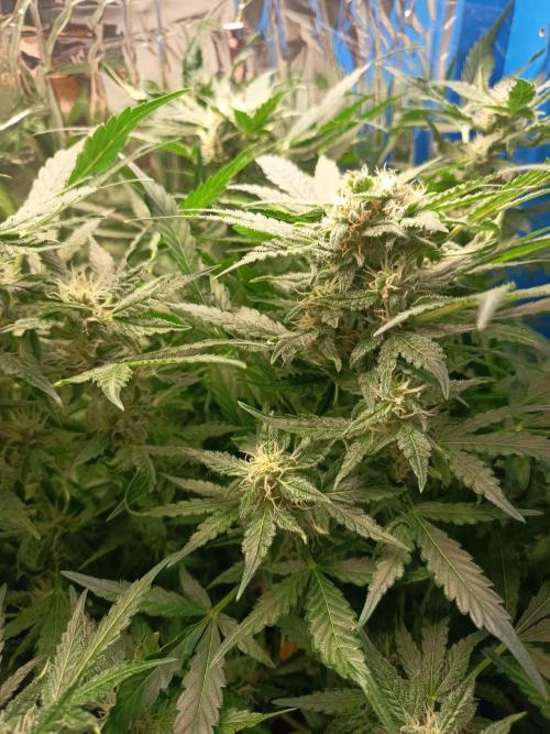 Northern Lights Auto im Regal. Week 9 - Tag 58