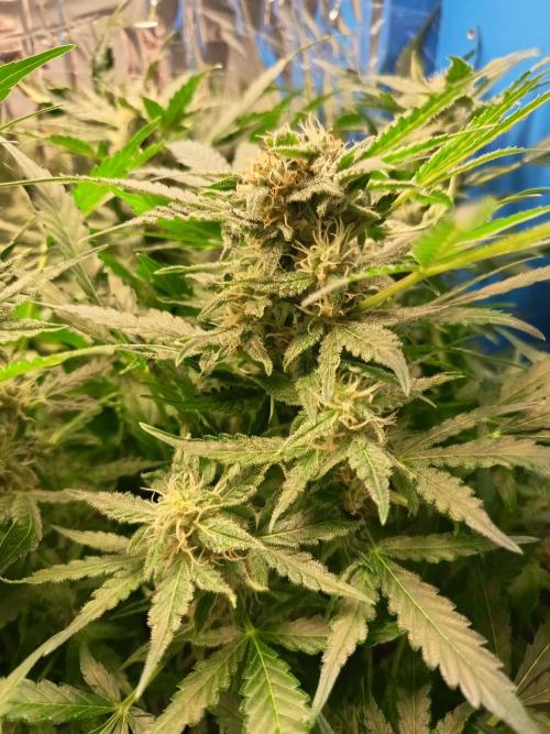 Northern Lights Auto im Regal. Week 9 - Tag 58