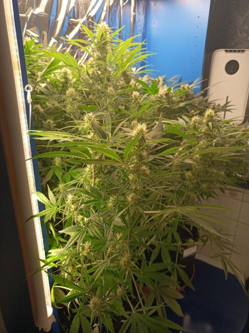 Caramel Auto im Regal. Week 9 - Tag 58