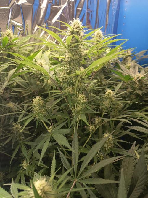 Caramel Auto im Regal. Week 9 - Tag 58