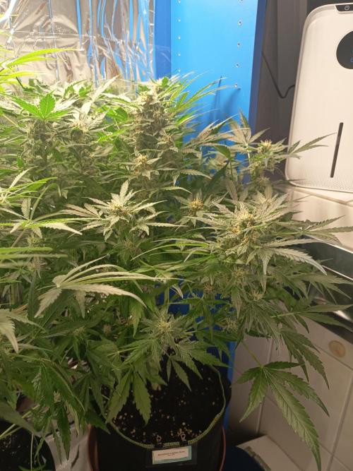 Northern Lights Auto im Regal. Week 9 - Tag 61