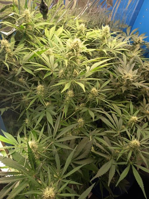 Northern Lights Auto im Regal. Week 9 - Tag 61