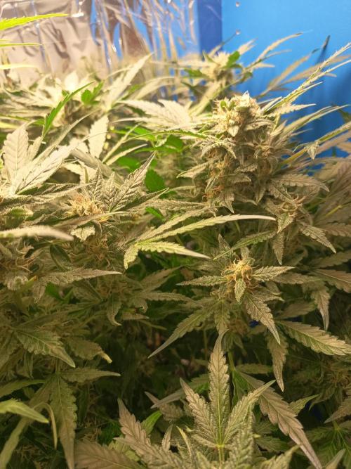 Northern Lights Automatic. Week 9