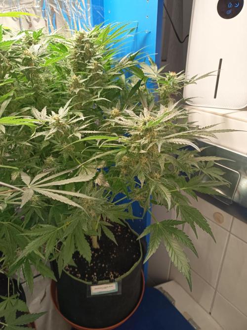 Northern Lights Auto im Regal. Week 10 - Tag 67