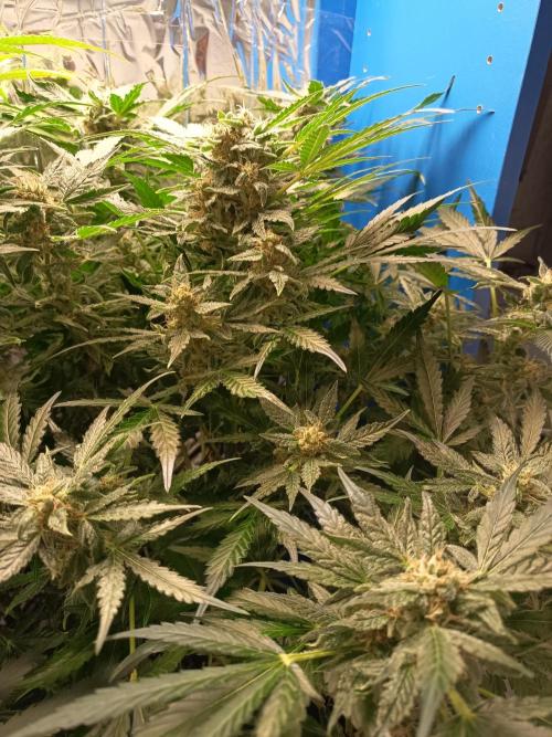 Northern Lights Auto im Regal. Week 10 - Tag 67