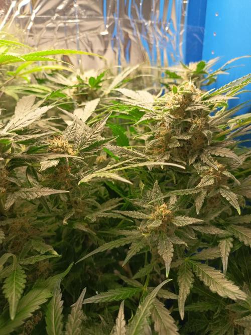 Northern Lights Auto im Regal. Week 10 - Tag 67