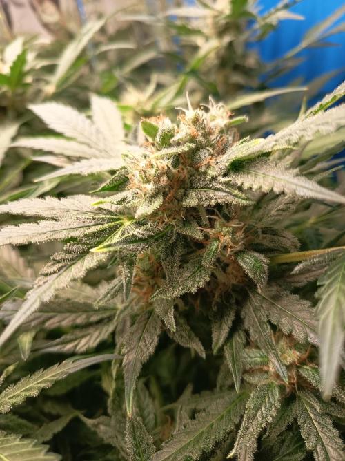 Northern Lights Automatic. Week 10