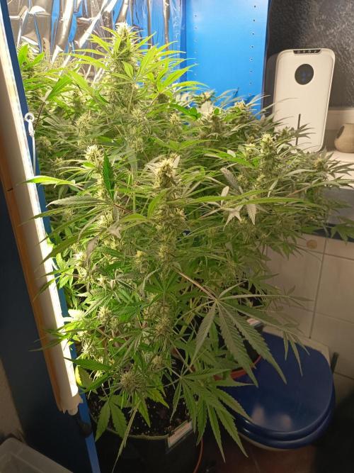 Caramel Auto im Regal. Week 10 - Tag 64