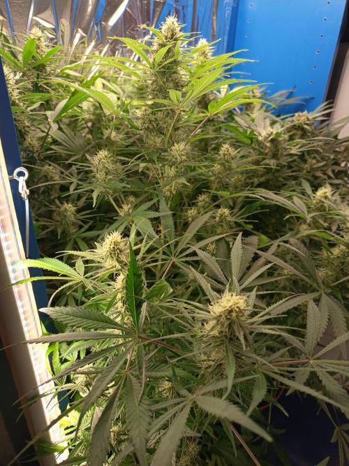 Caramel Auto im Regal. Week 10 - Tag 64