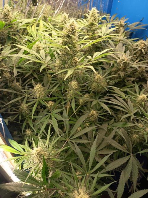 Caramel Auto im Regal. Week 10 - Tag 64