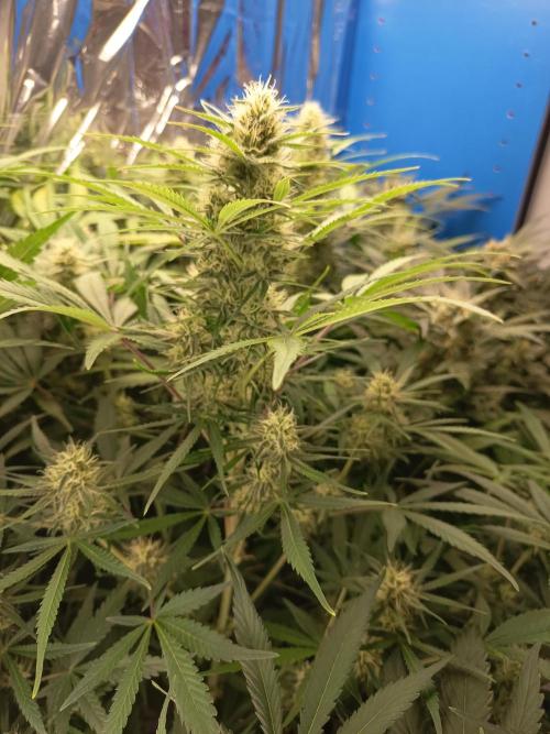 Caramel Auto im Regal. Week 10 - Tag 64