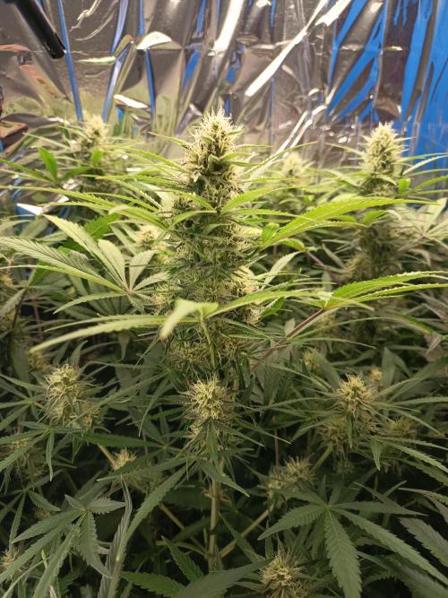 Caramel Auto im Regal. Week 10 - Tag 64