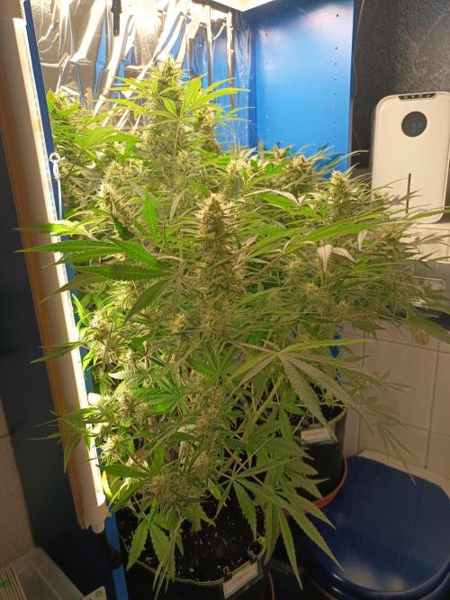 Caramel Auto im Regal. Week 10 - Tag 69
