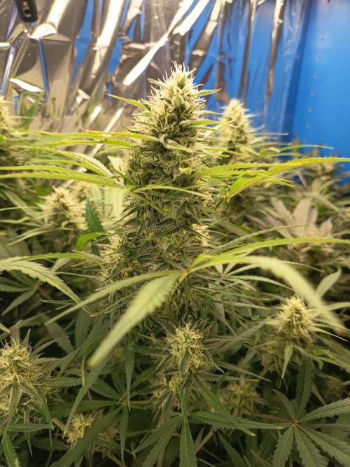 Caramel Auto im Regal. Week 10 - Tag 69
