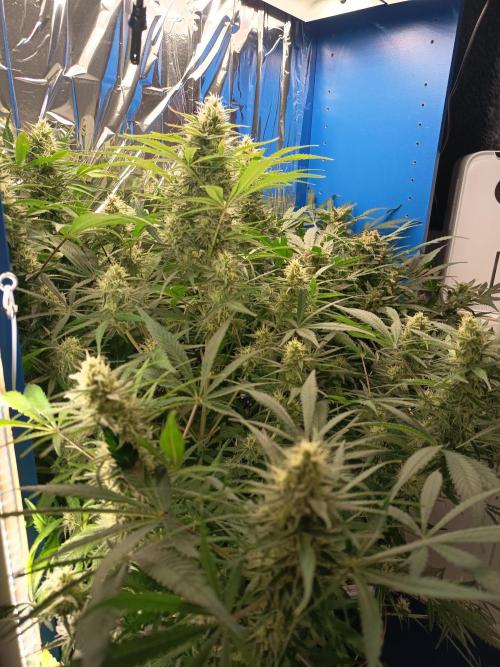 Caramel Auto im Regal. Week 10 - Tag 69
