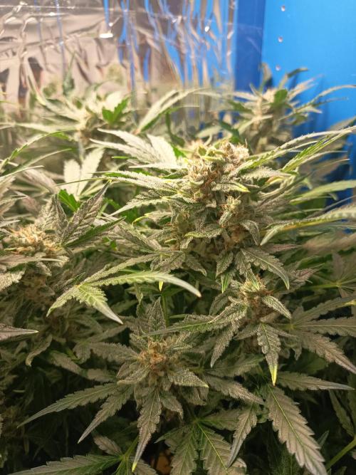 Northern Lights Auto im Regal. Week 11 - Tag 76