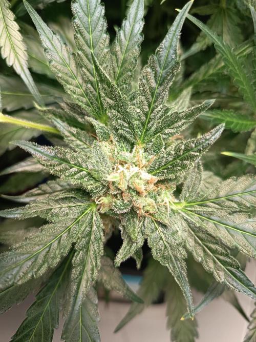 Northern Lights Auto im Regal. Week 11 - Tag 76