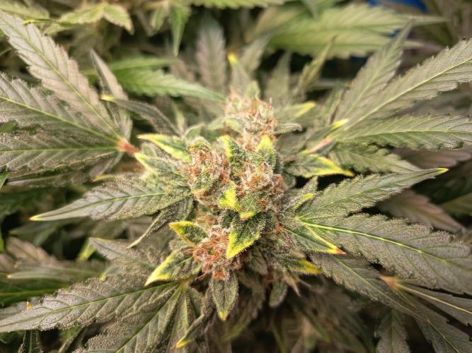 Northern Lights Auto im Regal. Week 11 - Tag 76