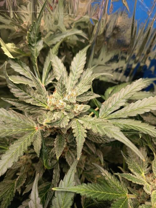 Northern Lights Auto im Regal. Week 11 - Tag 76