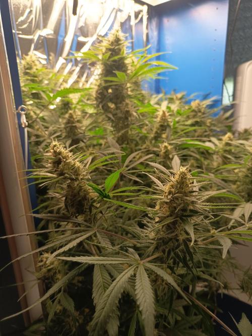 Caramel Auto im Regal. Week 11 - Tag 74
