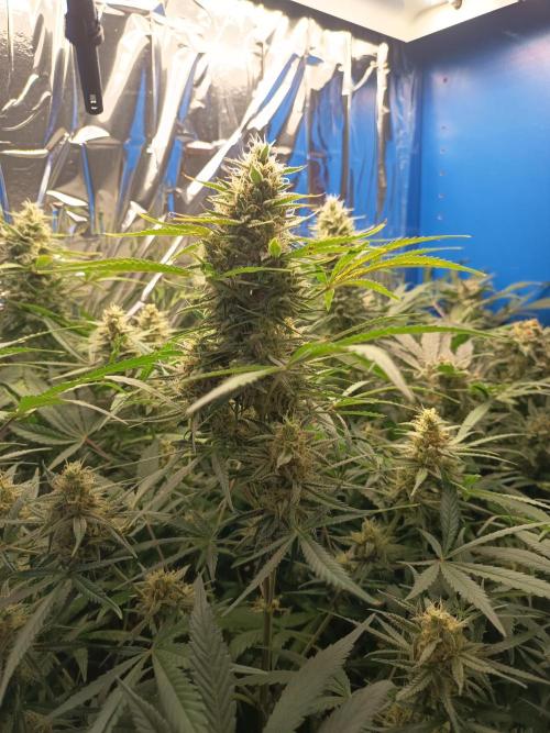Caramel Auto im Regal. Week 11 - Tag 74