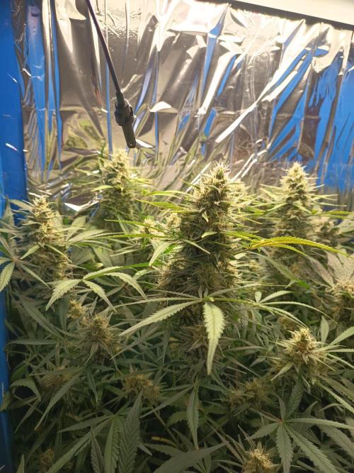 Caramel Auto im Regal. Week 11 - Tag 74