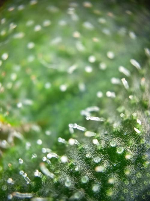 Northern Lights Auto im Regal. Week 11 - Tag 77