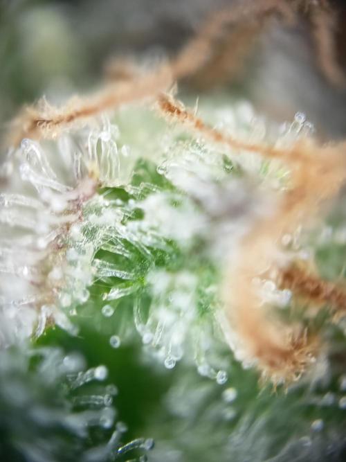 Northern Lights Auto im Regal. Week 11 - Tag 77