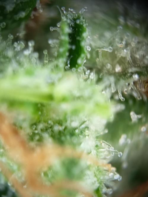 Northern Lights Auto im Regal. Week 11 - Tag 77