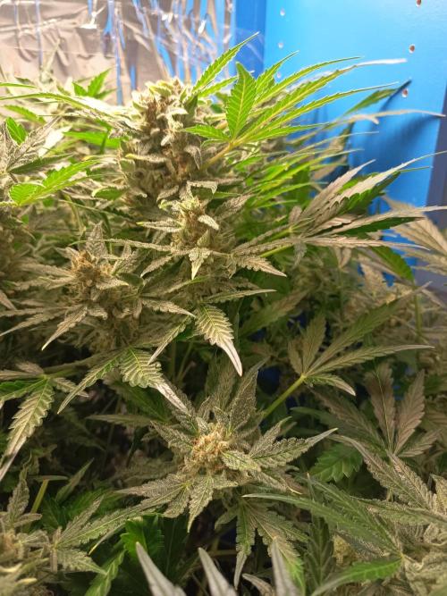 Northern Lights Auto im Regal. Week 12 - Tag 80