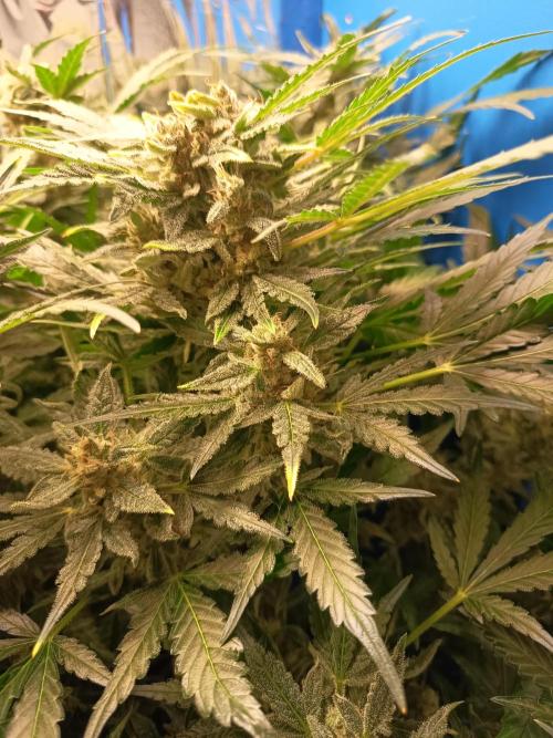 Northern Lights Auto im Regal. Week 12 - Tag 80